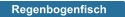 Regenbogenfisch